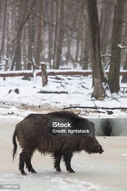 Wild Boar In Inverno - Fotografie stock e altre immagini di Aculeo - Aculeo, Aggressione, Albero