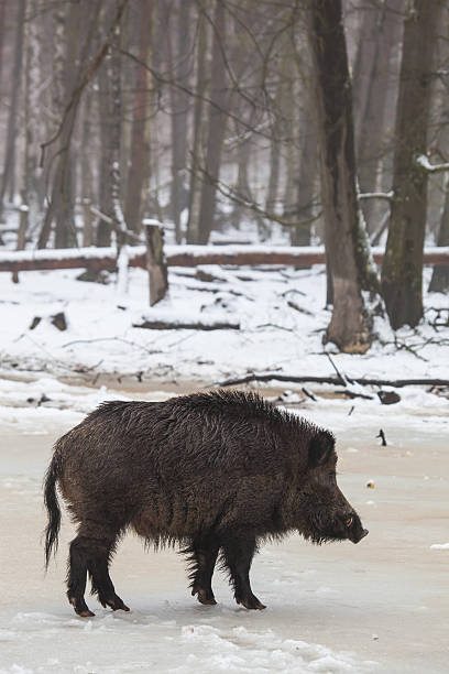 wild boar in winter stock photo