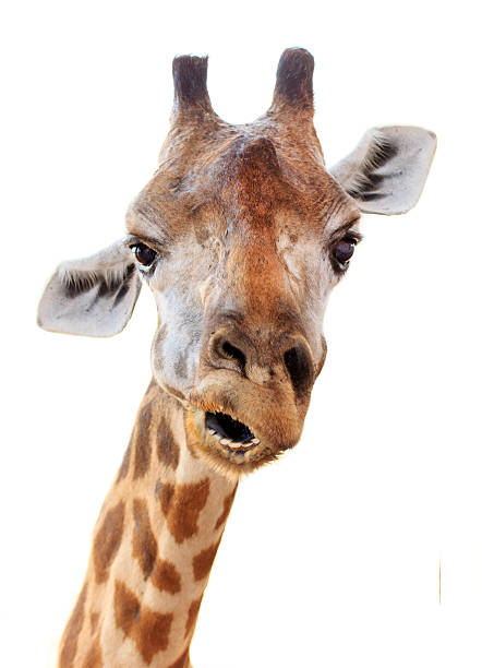 Giraffe head face look funny stock photo