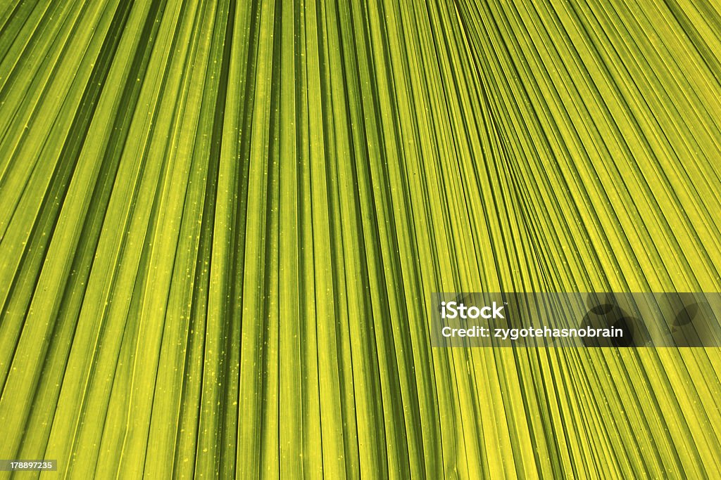 Palm leaf Hintergrund. - Lizenzfrei Abstrakt Stock-Foto