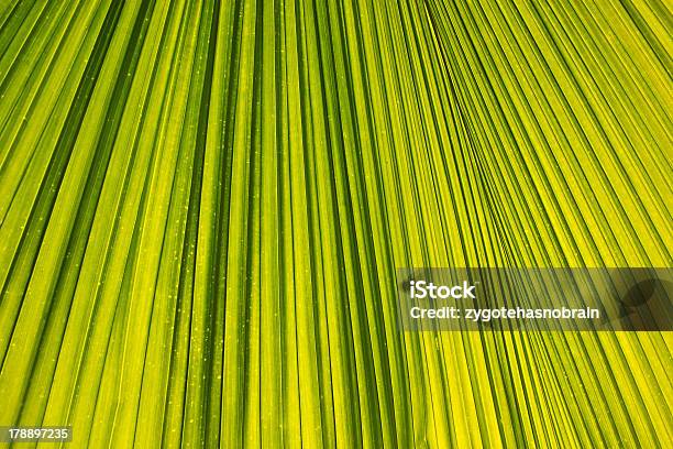 Palm Leaf Hintergrund Stockfoto und mehr Bilder von Abstrakt - Abstrakt, Balkengerüst, Baum