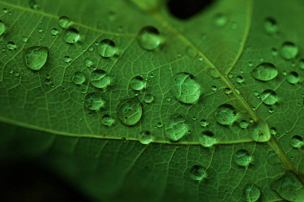 istock Drops of water on a green leaf 178897310