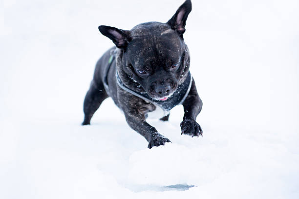 フランス buldog 犬ロールホワイトのスノーボール - dog snow bernese mountain dog paw ストックフォトと画像