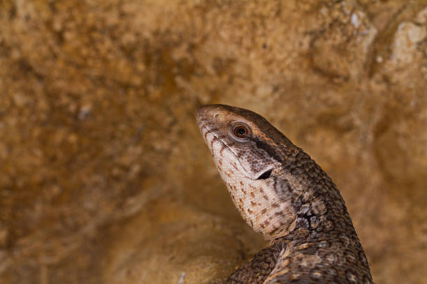 Savannah monitor lizards ( Varanus exanthematicus ) close-up