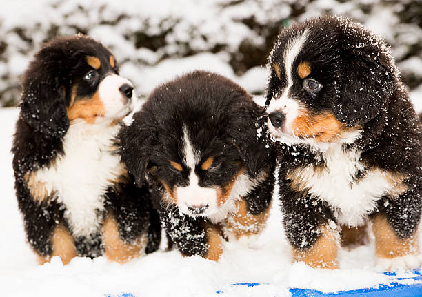 puppest halfly ユキコ犬は、「wet （ウェット）」 - dog snow bernese mountain dog paw ストックフォトと画像