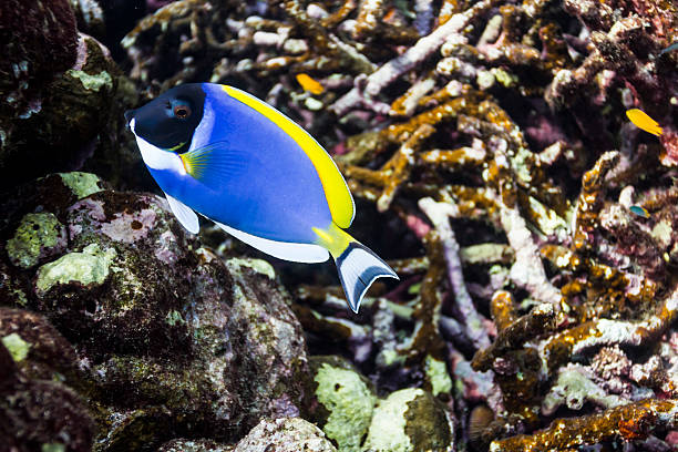 istock Powder blue tang at Surin national park 178897489