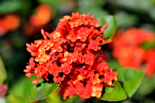Christina is an ornamental plant, The young leaves are red, blurred background.