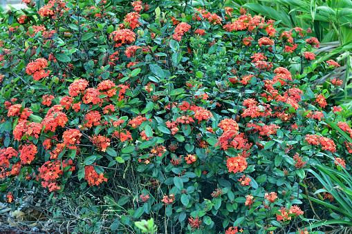 Ixora coccinea, also known as flame of the woods, jungle flame and West Indian jasmine, is an evergreen shrub with glossy foliage. It produces large clusters of tiny flowers in summer in shades of pink, orange or yellow, depending on the variety.