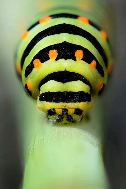 colorful caterpillar stock photo