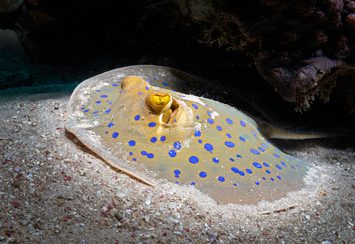 Eye level with a Blue Spotted Ribbontail Ray (Taeniura lymma) resting on the sandy sea floor. Photographed in Dahab, Egypt.