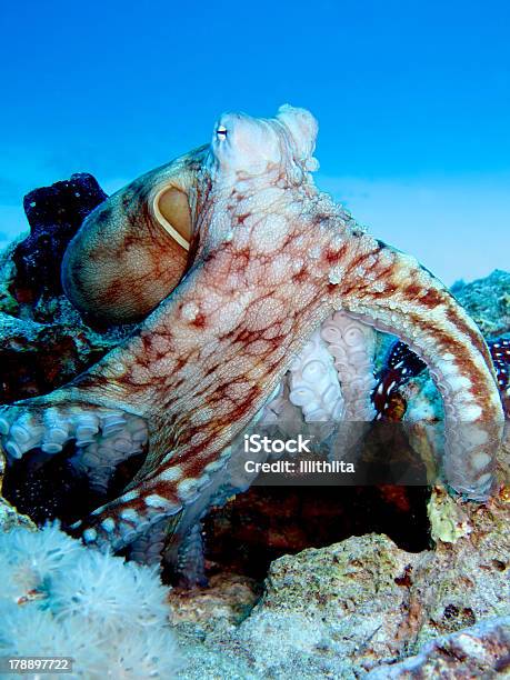 Риф Осьминог — стоковые фотографии и другие картинки Reef Octopus - Reef Octopus, Без людей, Вертикальный