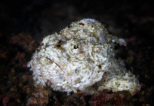Close up of a Devil Scorpionfish (Scorpaenopsis diabolus). Photographed in the Lembeh Strait, Indonesia.