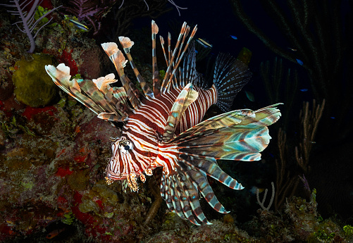 Eye level with a Lionfish (Pterois). Background is a mixture of soft & hard coral. Photographed in Dahab, Egypt.