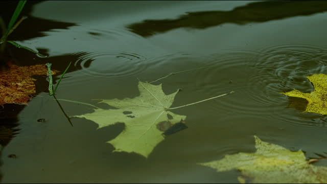 Falling autumn maple leaf on the water surface.