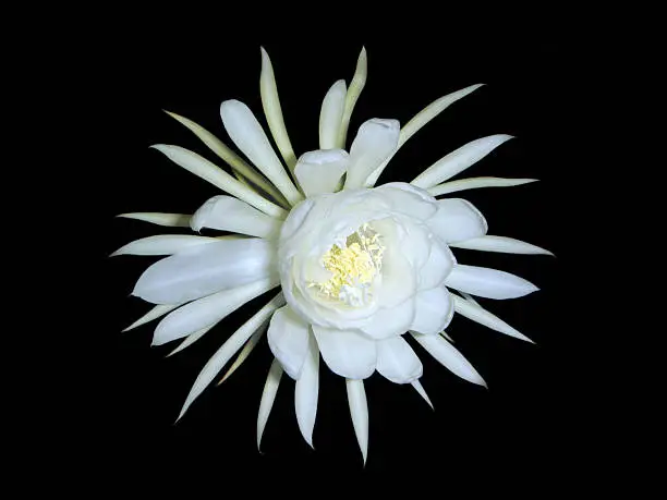Close up image of rare night queen flower