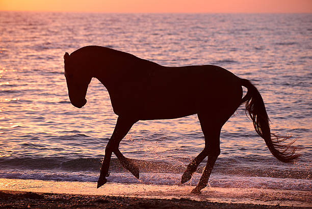 Cold standing horse “kandachime” colt on the coastline. Shiriyazaki, Aomori, Japan