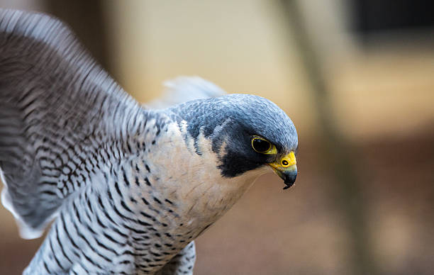 istock Peregrine Falcon 178898248