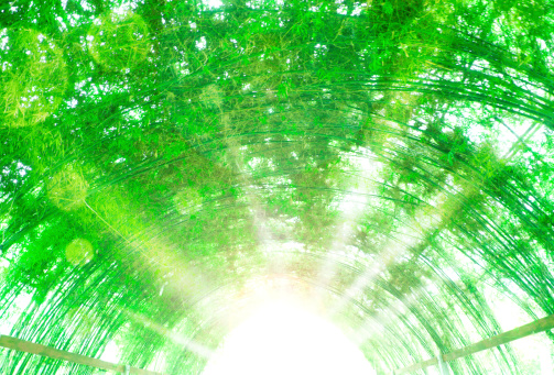 tunnel made with bamboo,shining light