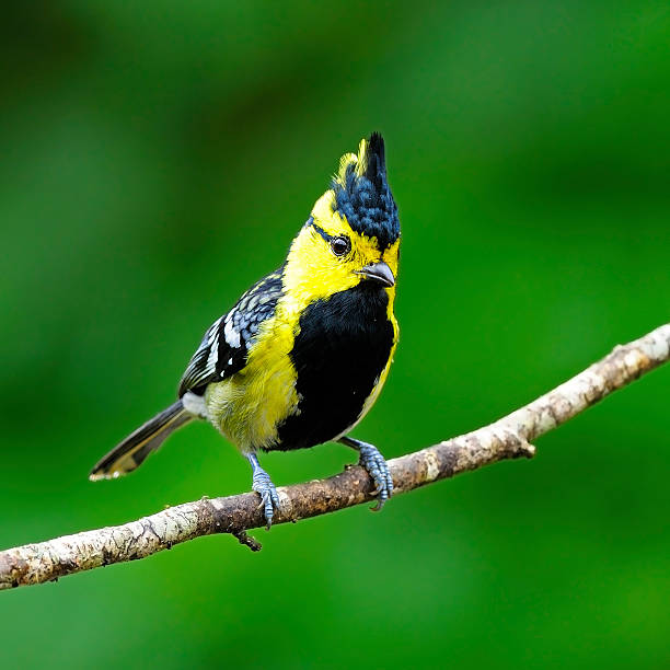 istock male Yellow-cheeked Tit 178898428