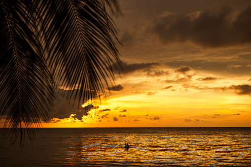 Silhouette of a palm tree on the beach at sunrise in Seychelles.