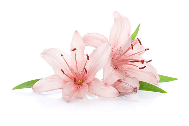 Two pink lily flowers Two pink lily flowers. Isolated on white background pink flowers stock pictures, royalty-free photos & images