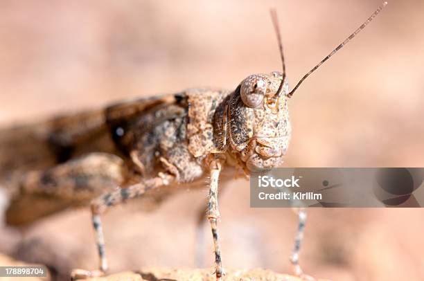 Foto de Grasshopper Retrato e mais fotos de stock de Animal - Animal, Animal selvagem, Antena - Parte do corpo animal