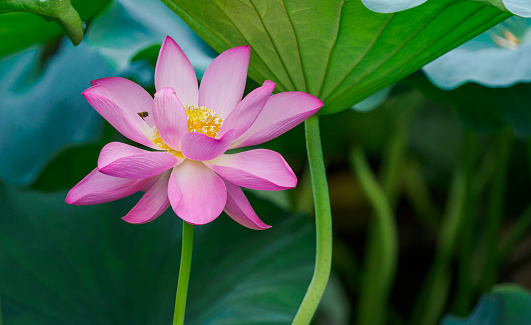 Lotus flower