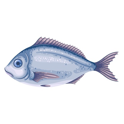 Raw gilt head bream vector illustration. Cartoon isolated whole fresh gilthead dorade fish of Mediterranean sea water, silver bream, seafood and aquatic animal for delicatessen restaurant menu