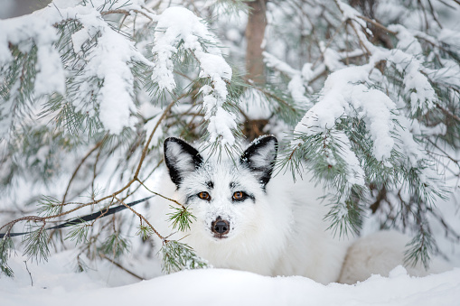 white fluffy fox in the snow. wild animal in nature