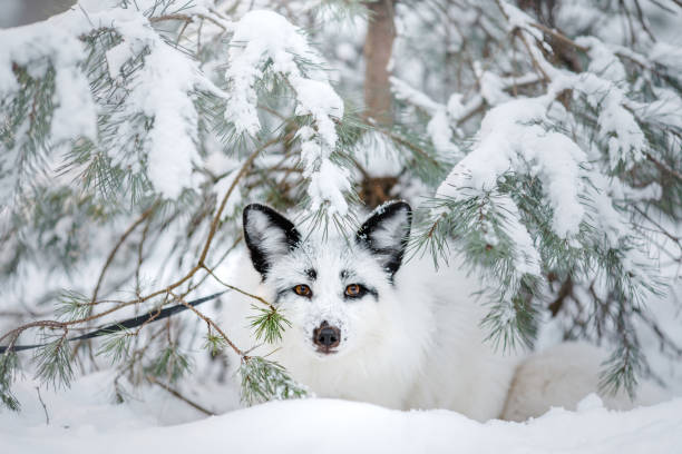 biały puszysty lis na śniegu. dzikie zwierzęta w przyrodzie - snow white animal arctic fox zdjęcia i obrazy z banku zdjęć