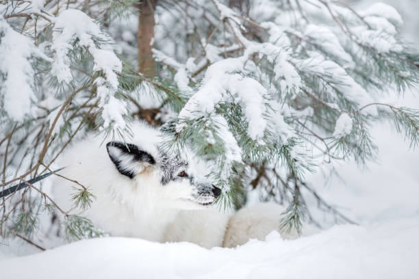 biały lis na śniegu. dzikie zwierzęta w przyrodzie - snow white animal arctic fox zdjęcia i obrazy z banku zdjęć