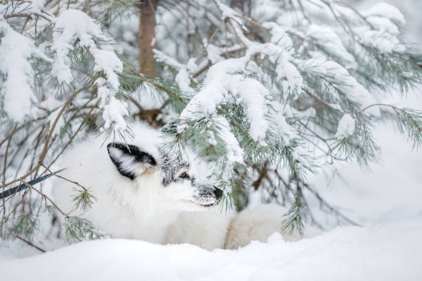 white fox in the snow. wild animal in nature - snow white animal arctic fox imagens e fotografias de stock