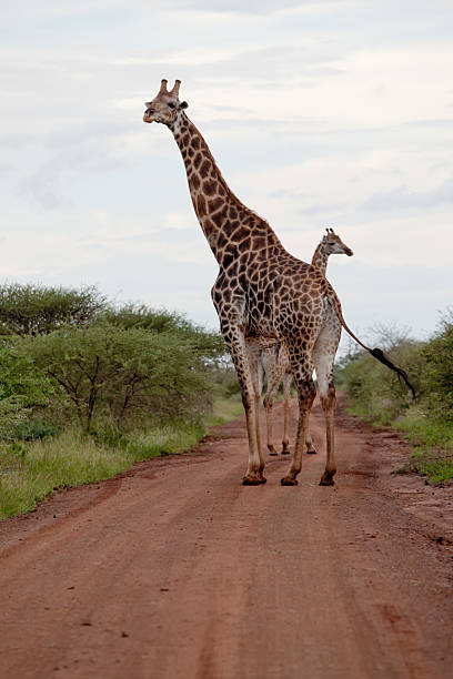 istock Giraffes on the road. 178898901