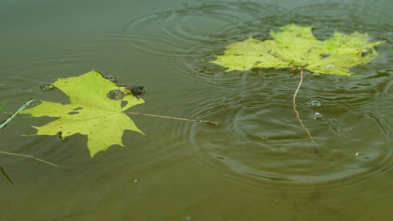 Falling autumn maple leaf on the water surface.