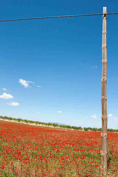 poste telegráfico - flower red poppy sky fotografías e imágenes de stock