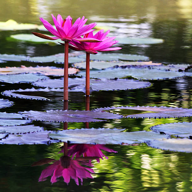 istock The beautiful Blooming lotus flower 178899058