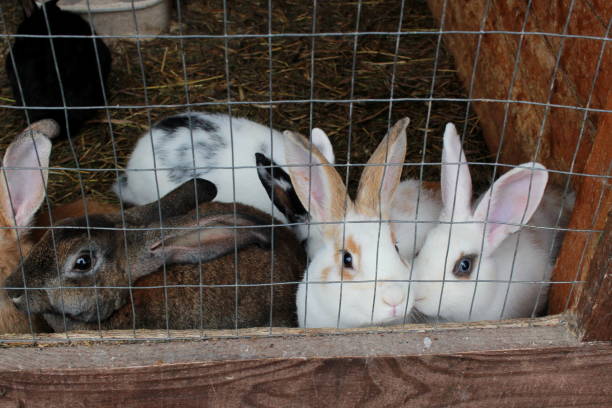 istock white and brown rabbits in a cage on the 1788990713