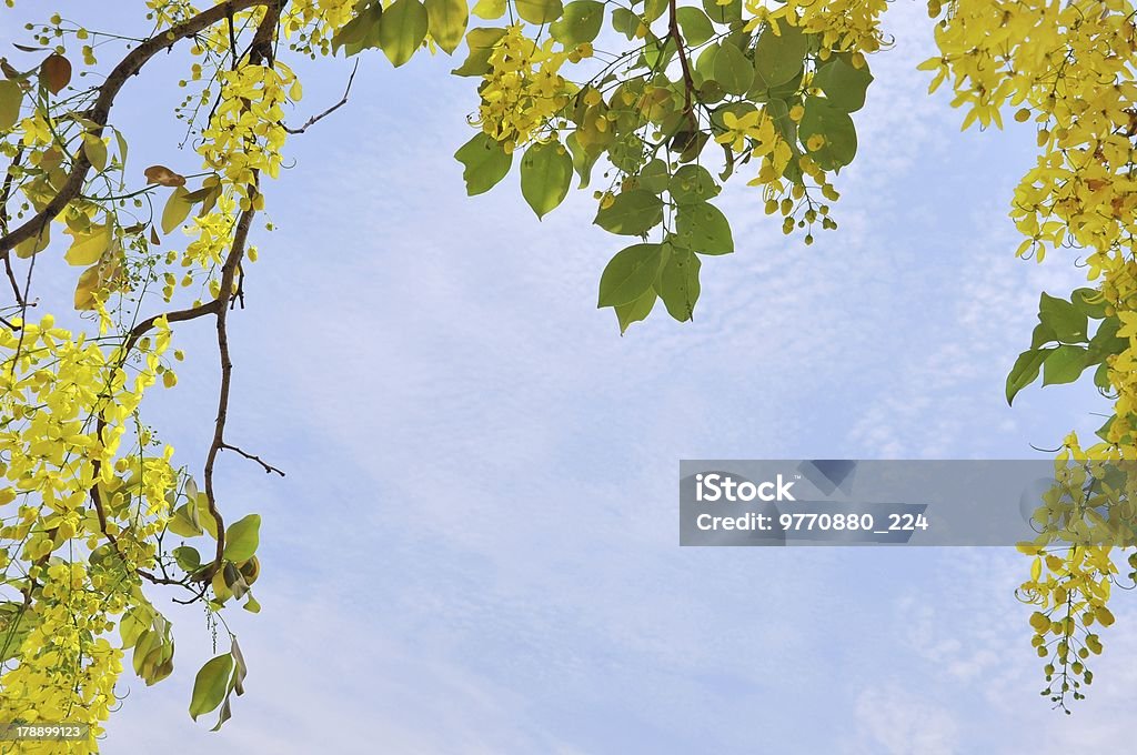 Primo piano di una fistola Cassia nel cielo azzurro - Foto stock royalty-free di Albero