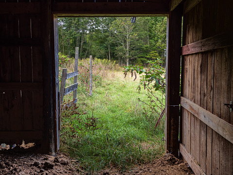 The barn door swings open, revealing a picturesque meadow beyond. This inviting scene captures the essence of rural tranquility and the promise of exploration in the great outdoors.