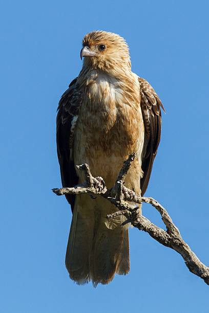 Whistling Kite stock photo