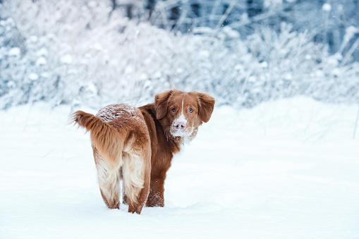 Dog Nova Scotia Duck Tolling Retriever walking, playing, running, jumping in the park in winter