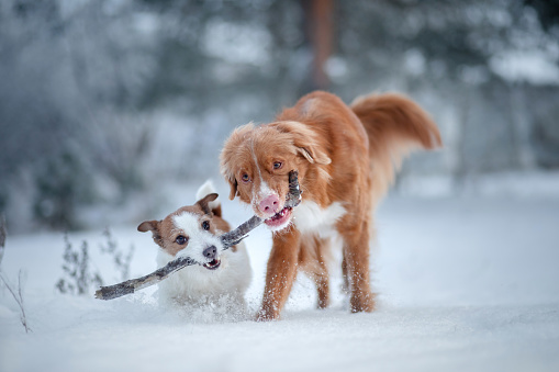 two dogs playing with a stick in the snow. Pet on nature. Nova Scotia Duck Tolling Retriever and a Jack Russell Terrier