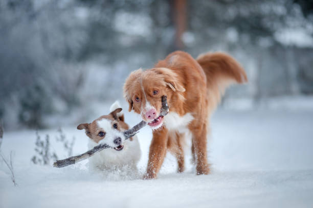 28,000+ Two Dogs Playing Outside Stock Photos, Pictures & Royalty-Free Images - iStock