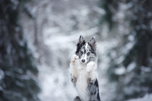 portrait of a dog in the winter in the forest. obedient marble border collie. Walking in nature with a pet