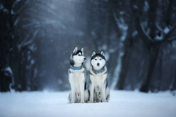 istock two dogs Siberian Husky sit outdoors, obedient and atmospheric 1788994635