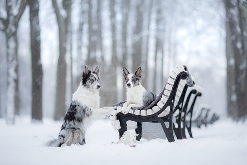 two dogs on a park bench in winter. Marble Border Collie Together Outdoors in the Snow