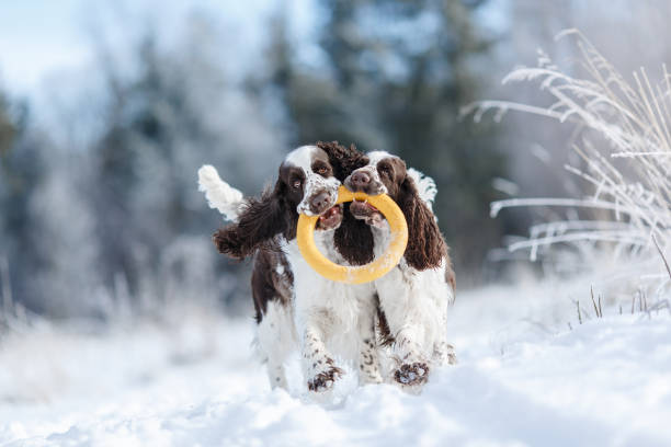 dogs in the winter in the snow. active springer spaniel plays in nature - springer spaniel dog pets animal imagens e fotografias de stock