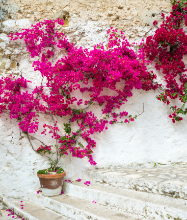 Bougainvillea in Italy