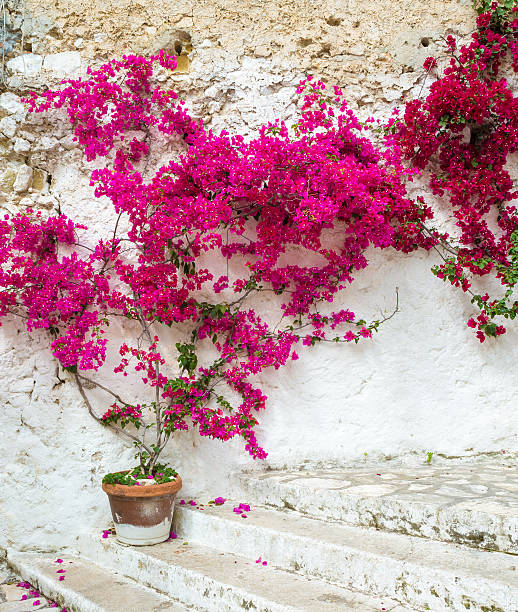 Bougainvillea in Italy Bougainvillea in Italy bougainvillea stock pictures, royalty-free photos & images