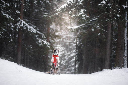 dog in the forest, winter mood. Obedient border collie in a scarf on nature.